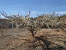 Early blooms on pluot trees may not produce fruit