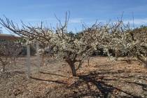 This 12-year-old Flavor Supreme pluot is in full bloom in February. (Bob Morris)