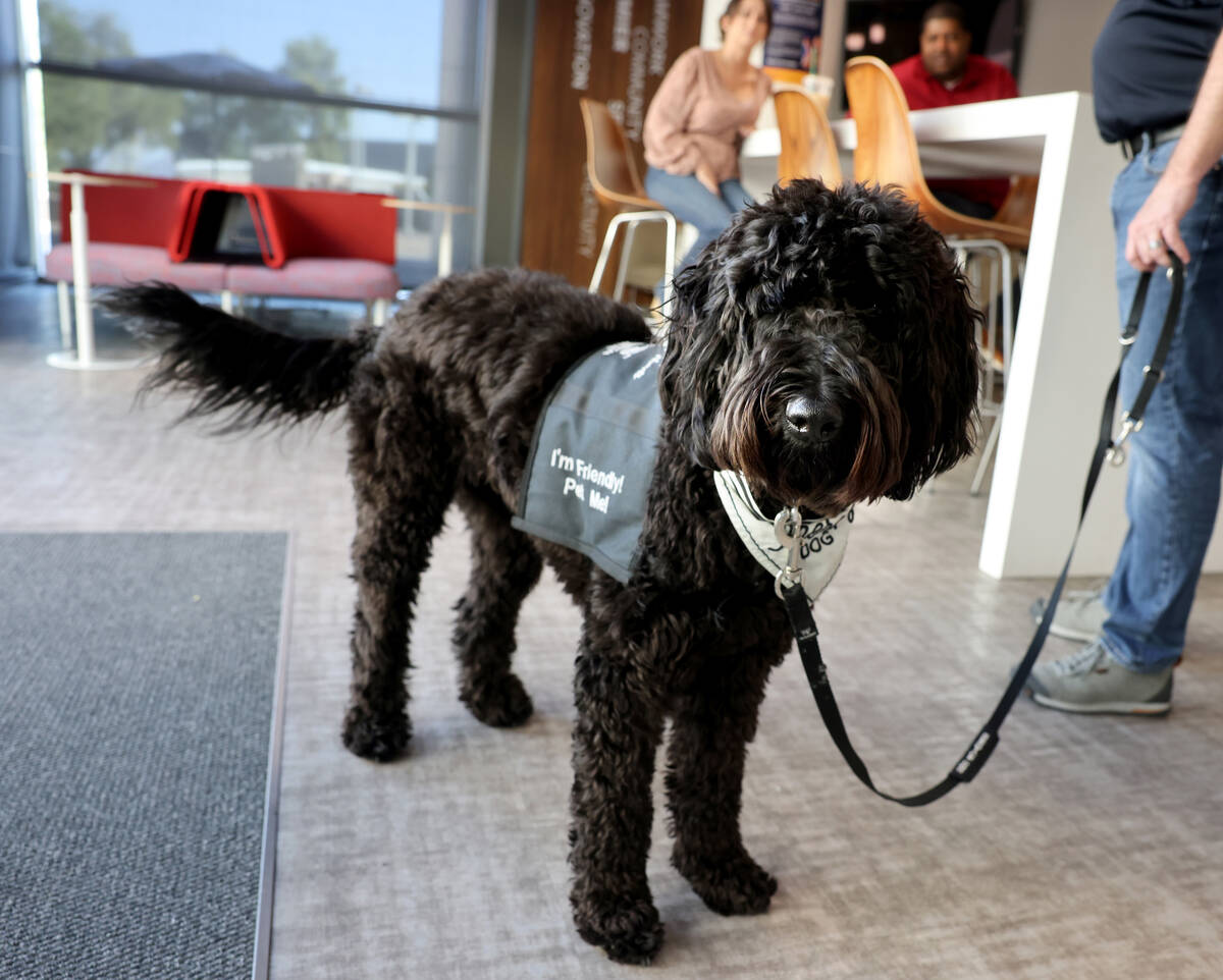 Brooklyn, a new therapy dog employed by the City of Henderson for first responders, at City Hal ...