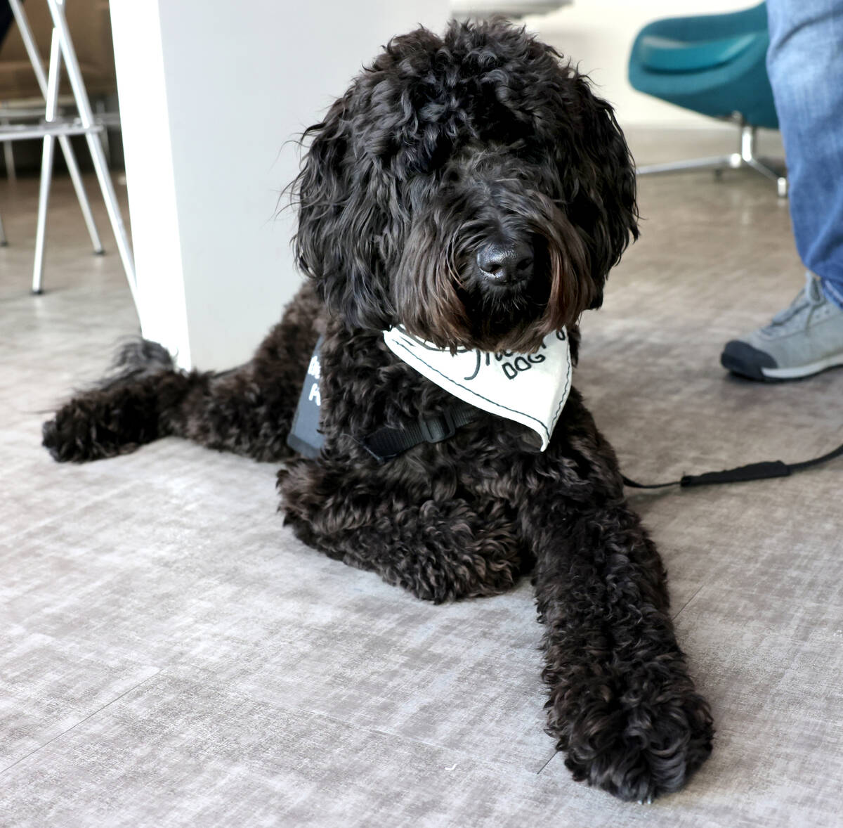 Brooklyn, a new therapy dog employed by the City of Henderson for first responders, at City Hal ...