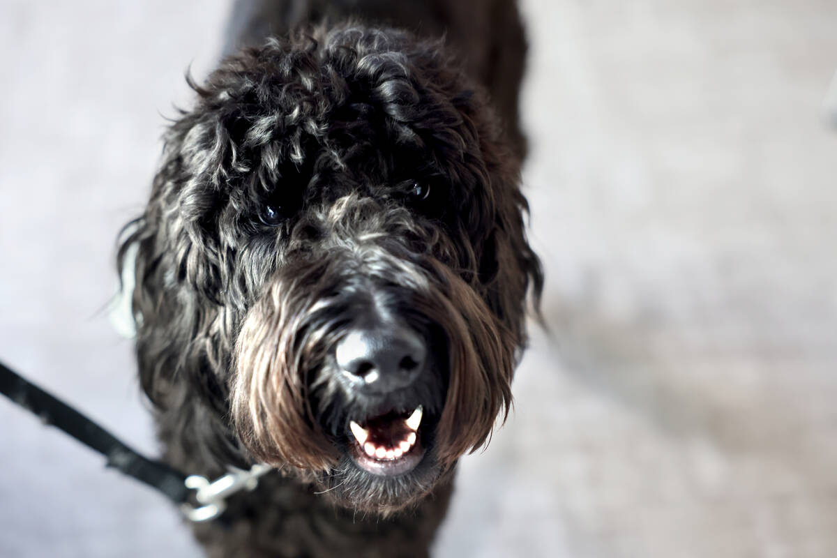 Brooklyn, a new therapy dog employed by the City of Henderson for first responders, at City Hal ...