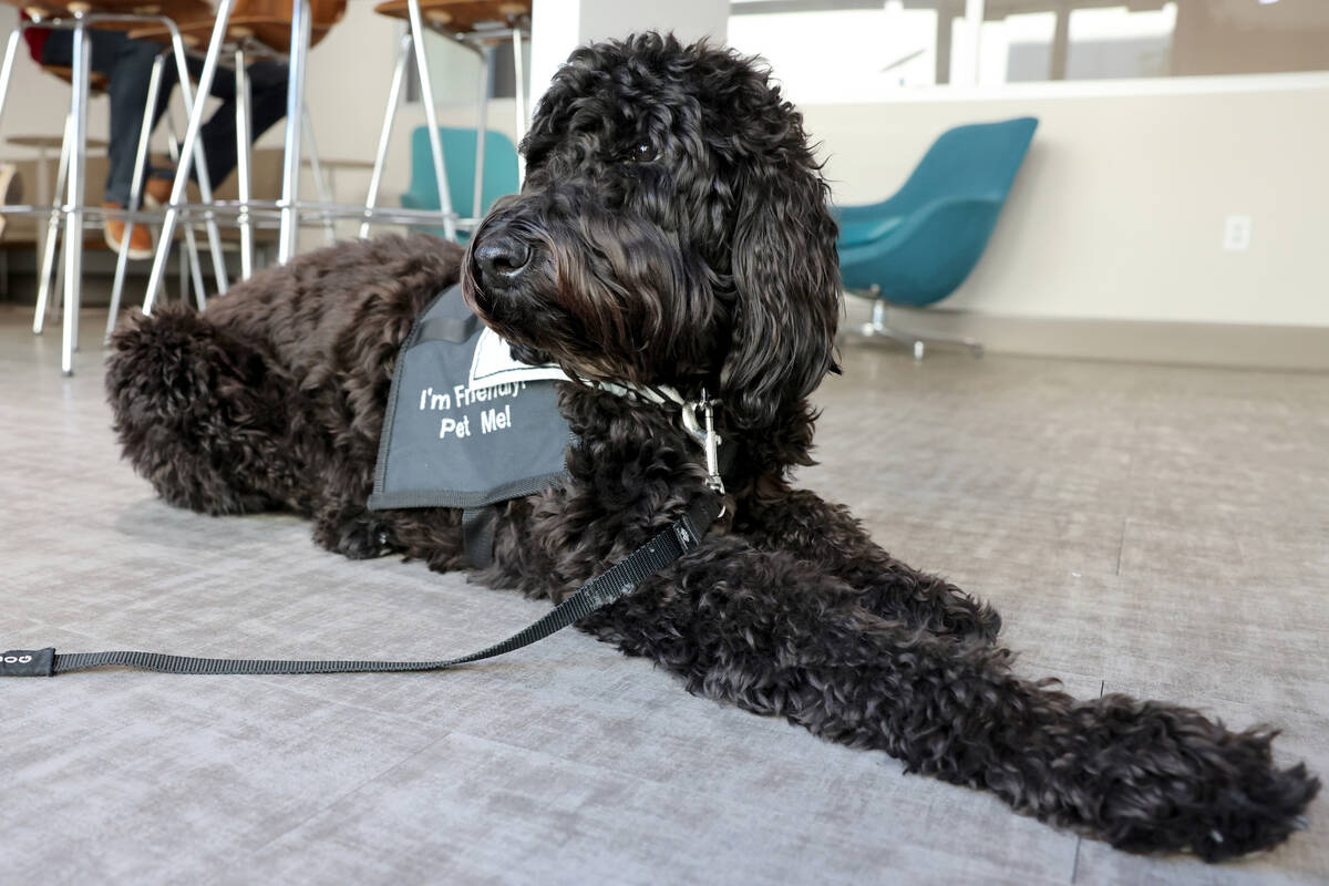 Brooklyn, a new therapy dog employed by the City of Henderson for first responders, at City Hal ...