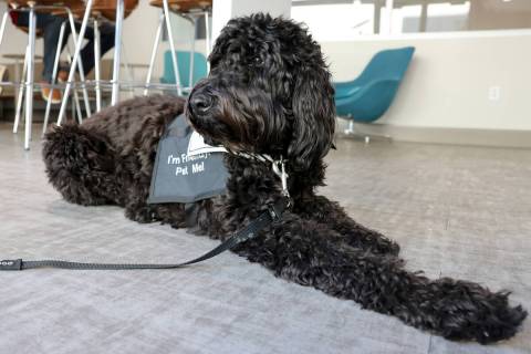 Brooklyn, a new therapy dog employed by the City of Henderson for first responders, at City Hal ...