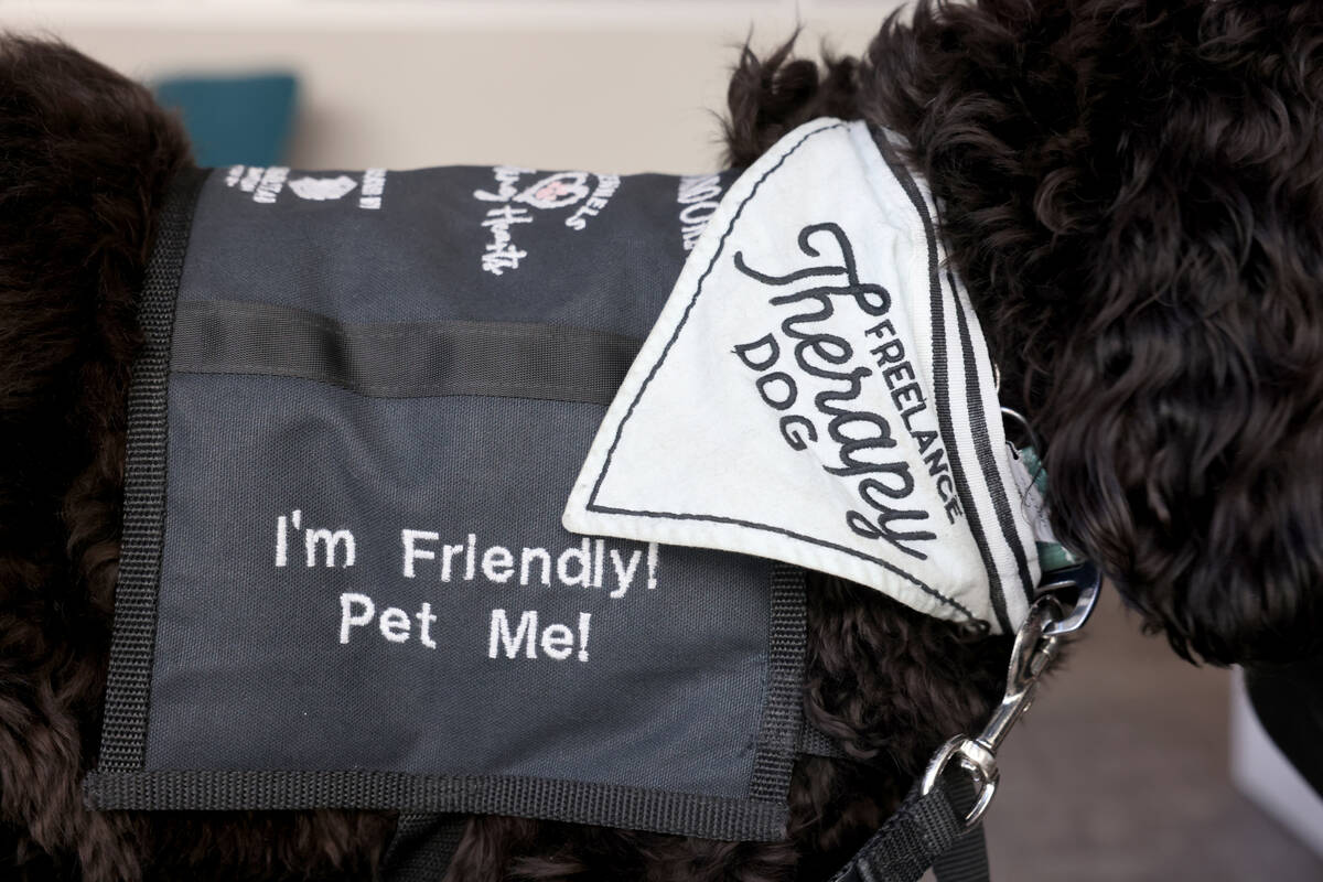 Brooklyn, a new therapy dog employed by the City of Henderson for first responders, at City Hal ...