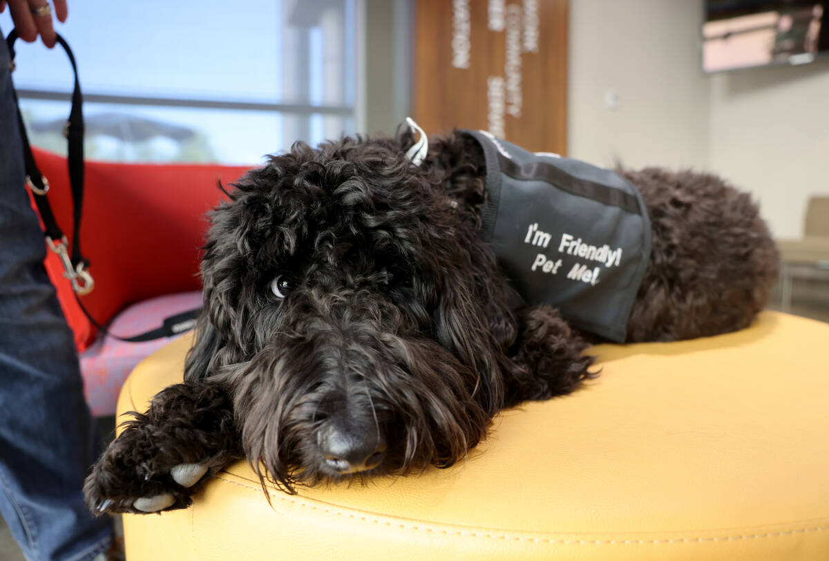 Brooklyn, a new therapy dog employed by the City of Henderson for first responders, at City Hal ...