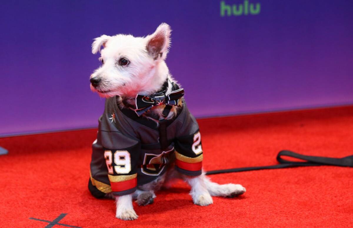 VGK fan favorite therapy dog Bark-Andre Furry dies at 14