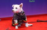 Bark-Andre Furry, beloved Golden Knights furry friend, dies