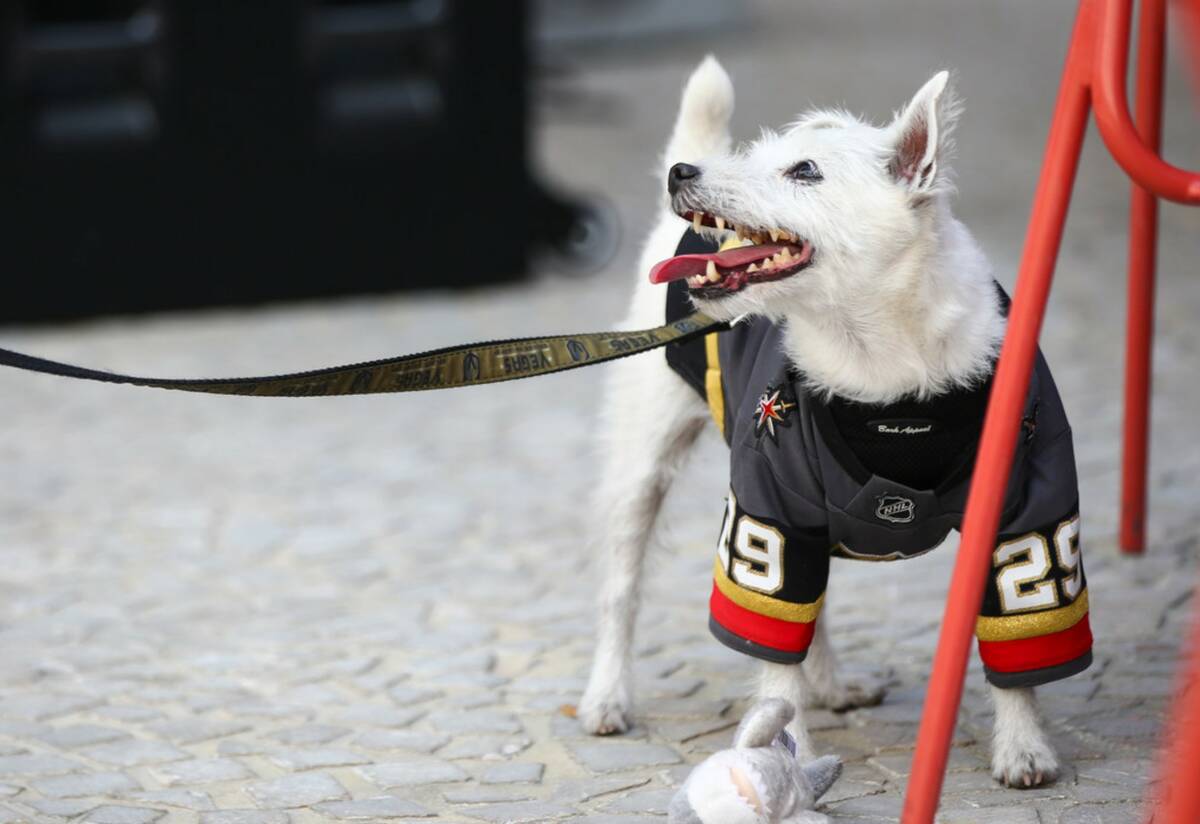 Bark-Andre Furry stands by a shark toy at T-Mobile Arena in April 2019. (Chase Stevens/Las Vega ...