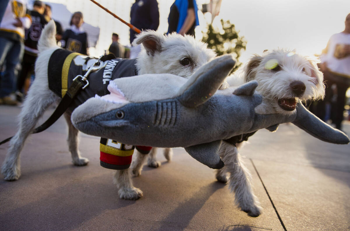 Bark-Andre Furry, left, and his brother Deke-Henri Furry bite on a stuffed shark at T-Mobile Ar ...