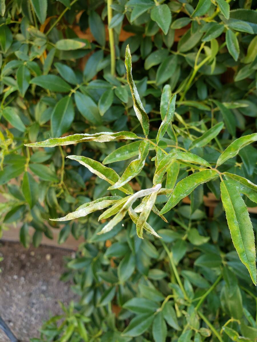 This Lady Banks rose has either black spot or Cercospora leaf spot. Spray it with either a prod ...