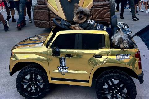 Bam Bam, a Golden Knights fan and dog influencer, drives around in a remote-controlled car. (Co ...