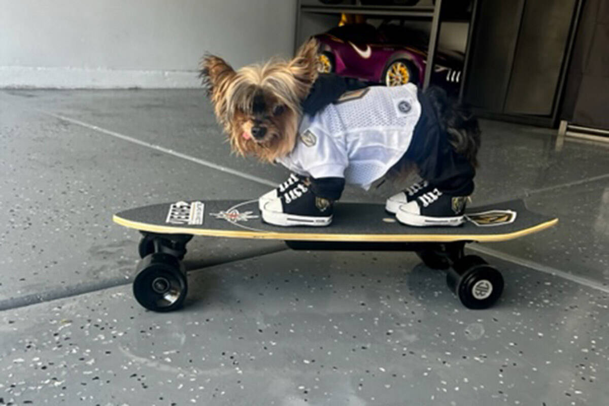 Bam Bam rides on a skateboard covered in Golden Knights' stickers. (Courtesy of Diana Aranas)
