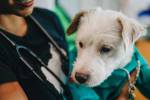 Deke-Henri Furry, brother of Bark, brings smiles to young patients