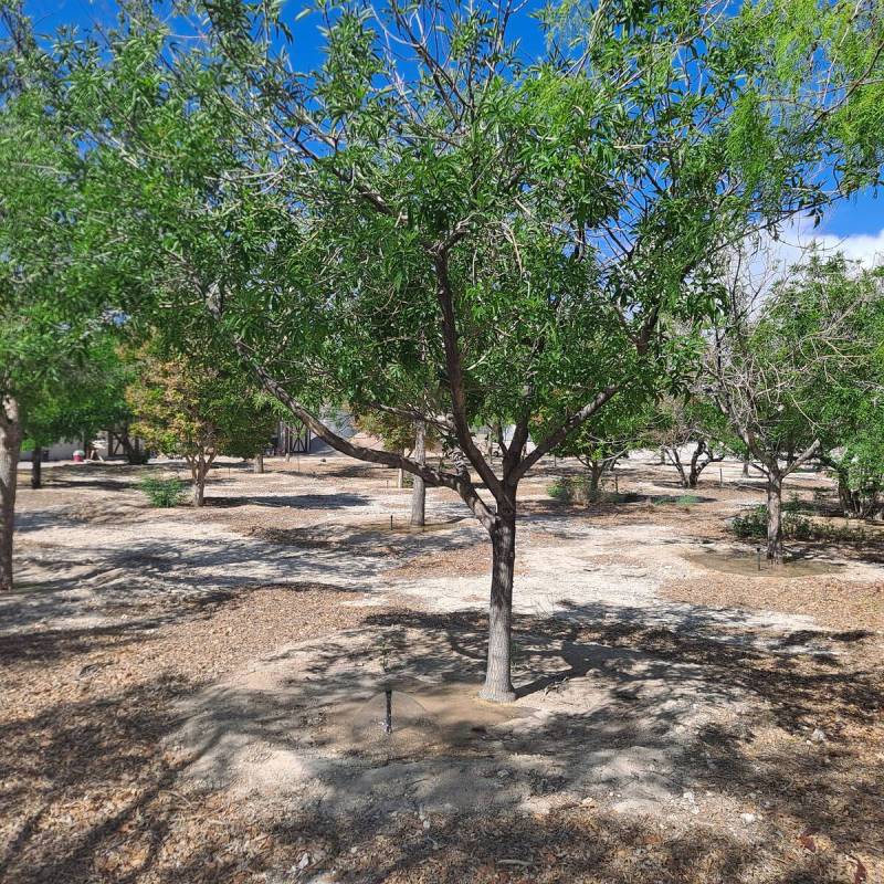 This ash tree is been watered by basin and bubbler irrigation. (Bob Morris)