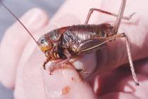 Jeff Knight, an entomologist with the Nevada Department of Agriculture, holds a female Mormon c ...