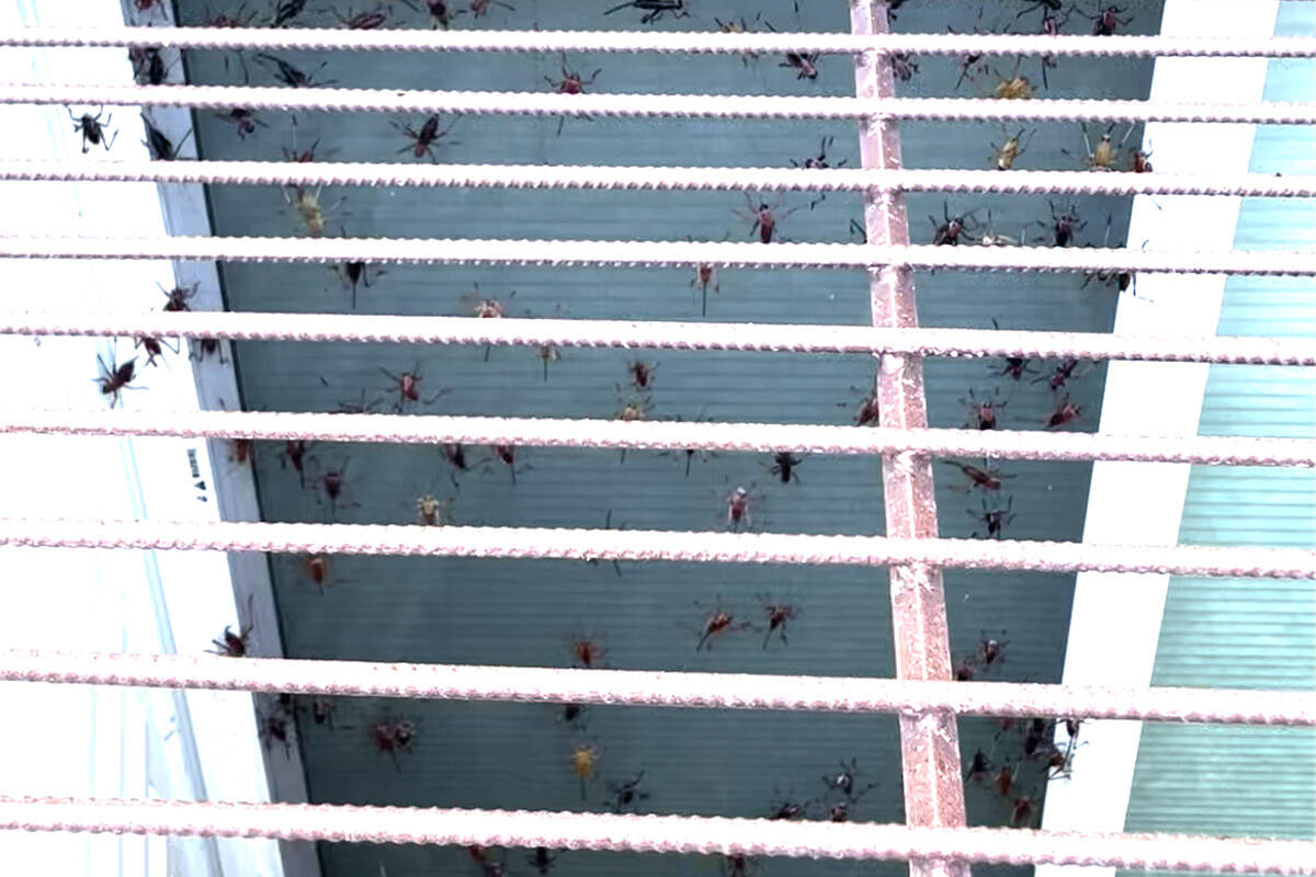 Mormon crickets coat a window in Elko. (Courtesy of Kathleen Avery)