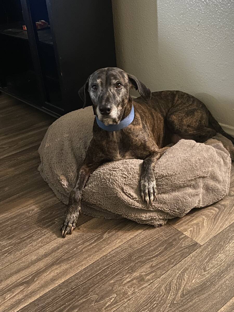 The Andrews family's dog, King, was rescued from a fire at the Tides on Charleston apartment co ...