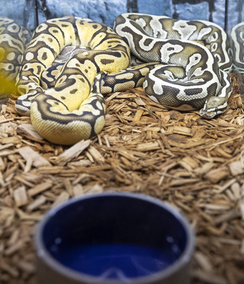 A python is displayed at Wild Things, the exotic animal store, on Monday, June 19, 2023, in Las ...