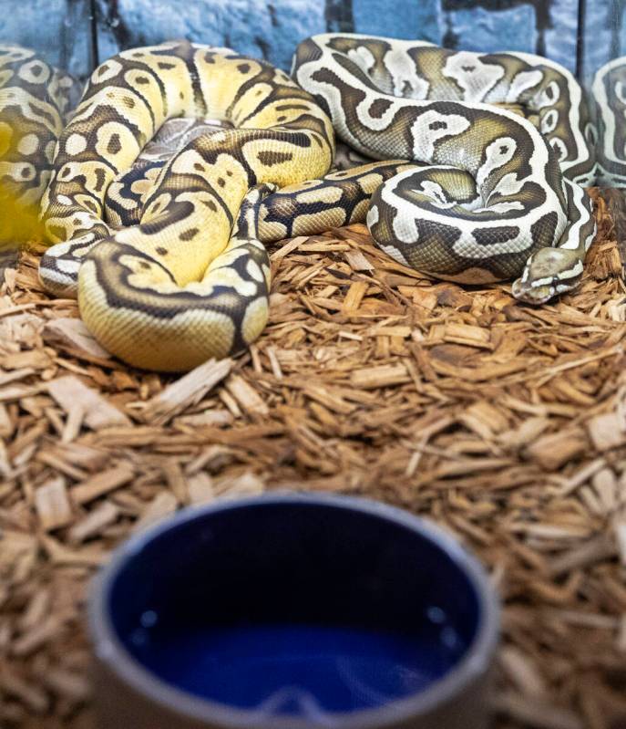 A python is displayed at Wild Things, the exotic animal store, on Monday, June 19, 2023, in Las ...