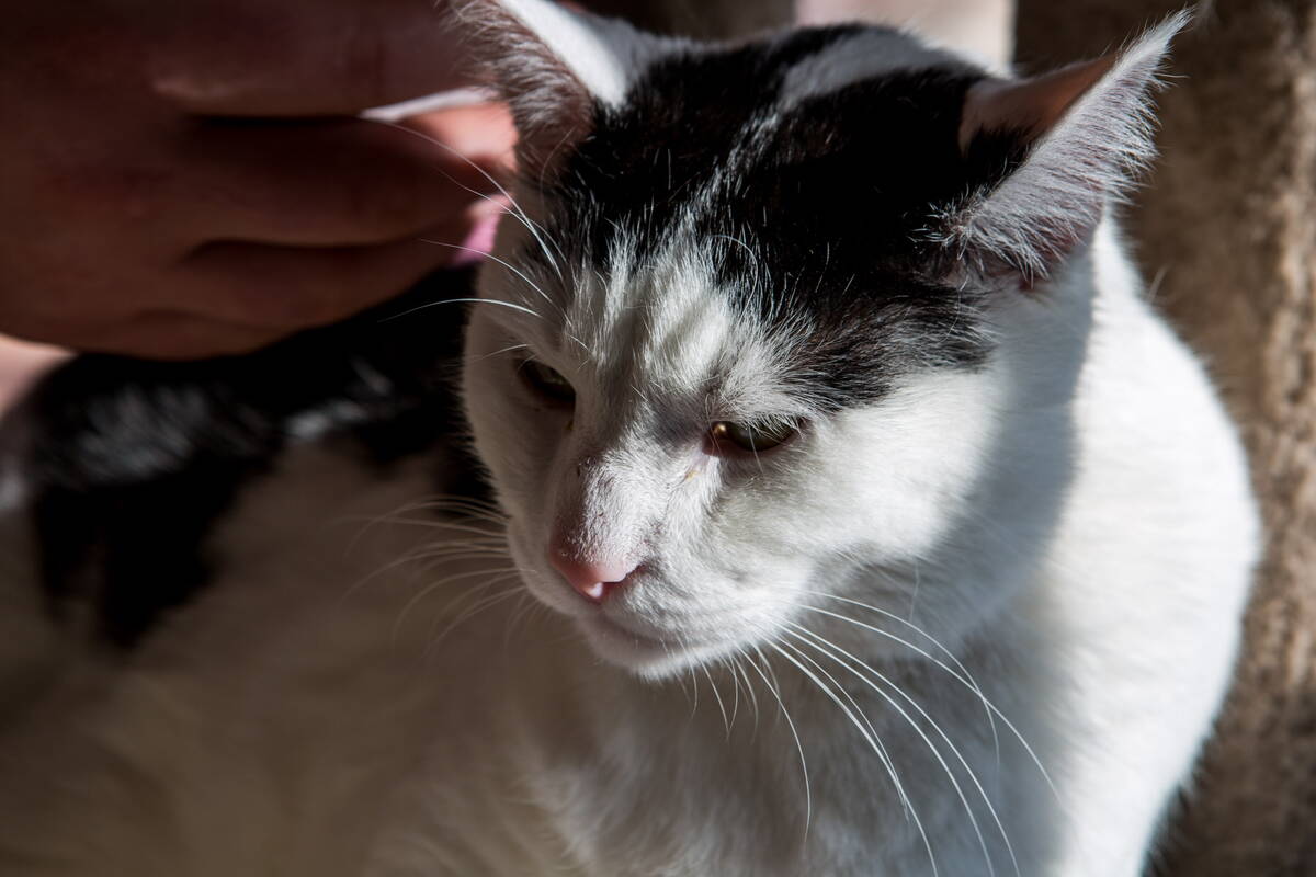 FILE - A cat named Pepe at a pop-up cat cafe at Hearts Alive Village in Las Vegas on Saturday, ...