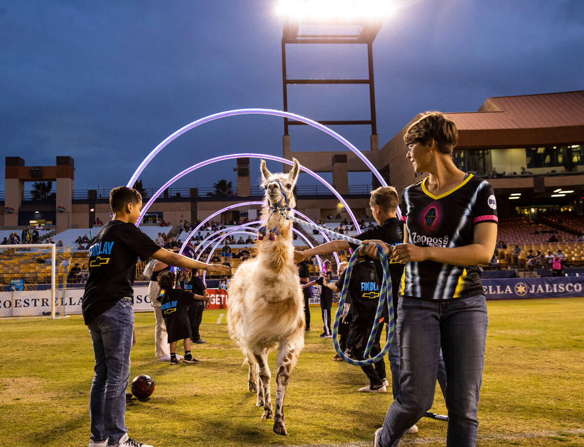 Dollie-Llama the Llama enters the field prior to the start of season opening match between the ...