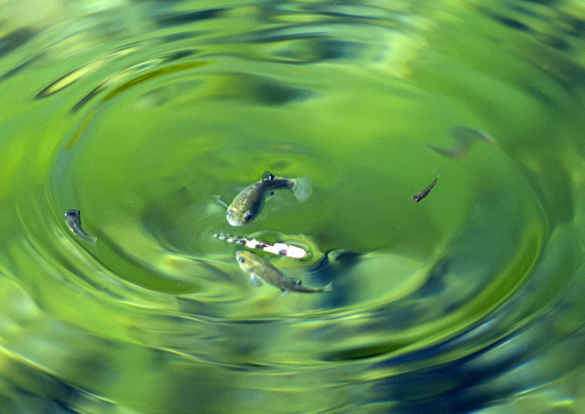 An endangered species of fish are seen at Fairbanks Spring at Ash Meadows National Wildlife Ref ...