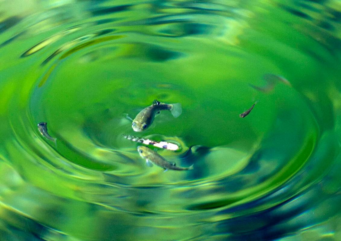 An endangered species of fish are seen at Fairbanks Spring at Ash Meadows National Wildlife Ref ...