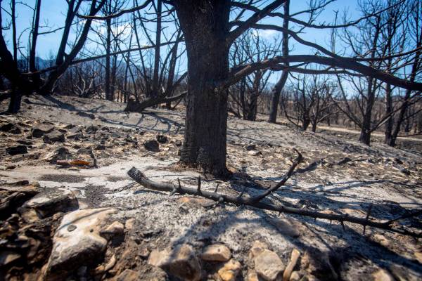 The burned out area of Harris Springs about a mile south of Kyle Canyon Road is seen Thursday ...