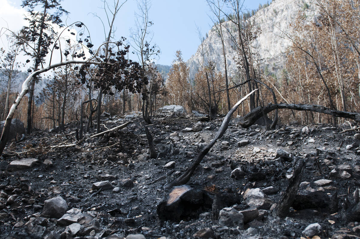 Fire damage is shown on the soil and trees from the Carpenter 1 fire at Cathedral Rock, Wednesd ...