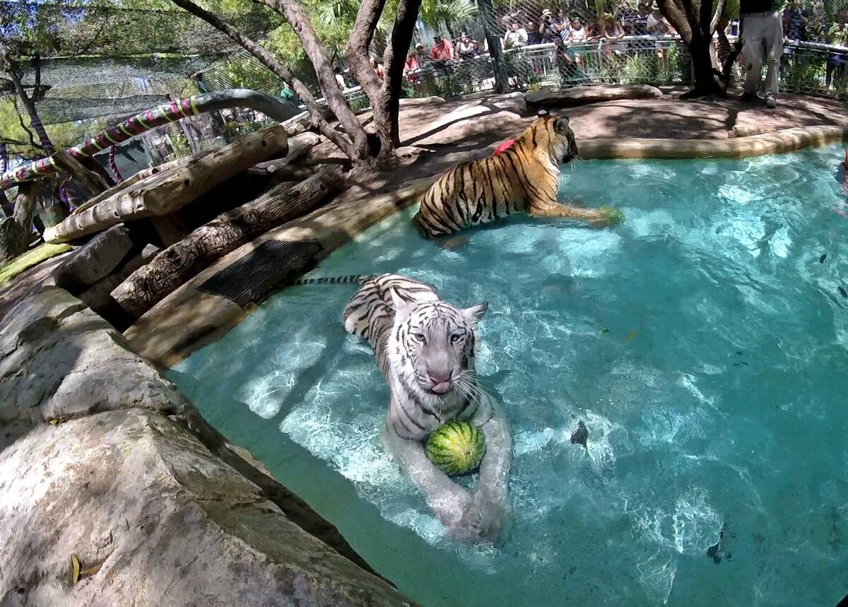 Tiger cubs Maharani and Hirah celebrated their first birthday at Siegfried and Roy's Secret Gar ...