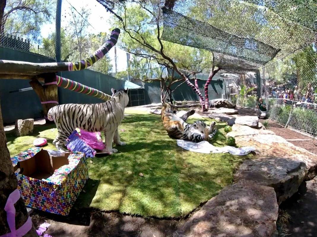 Secret Garden attraction at The Mirage earns animal welfare certification, The Strip