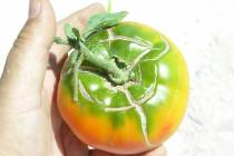 A tomato shows both radial cracking and a longitudinal crack. Radial cracking is thought to be ...