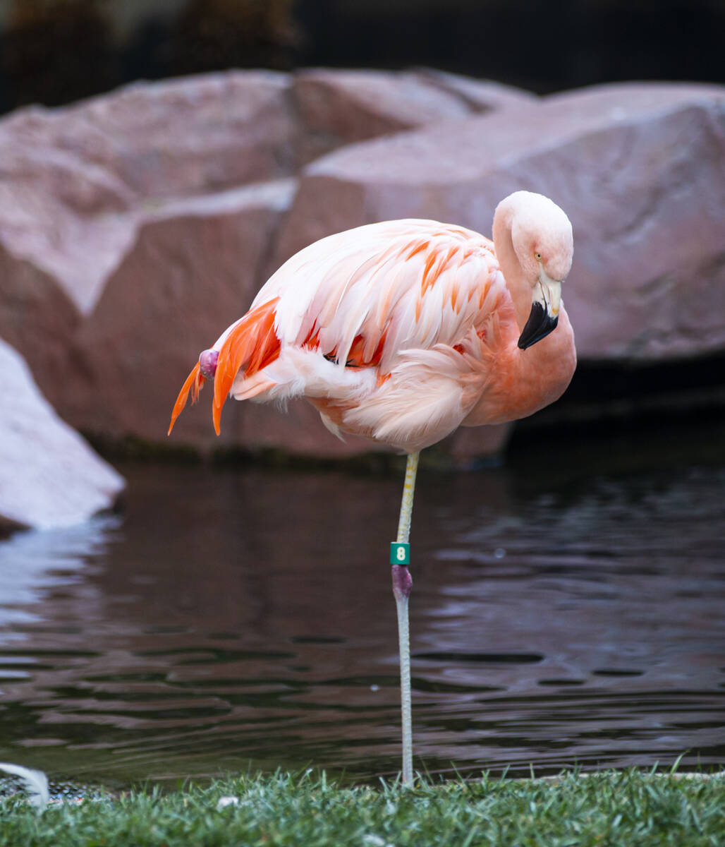 A flamingo relaxes at the Flamingo Wildlife Habitat in Las Vegas. (Chase Stevens/Las Vegas Revi ...