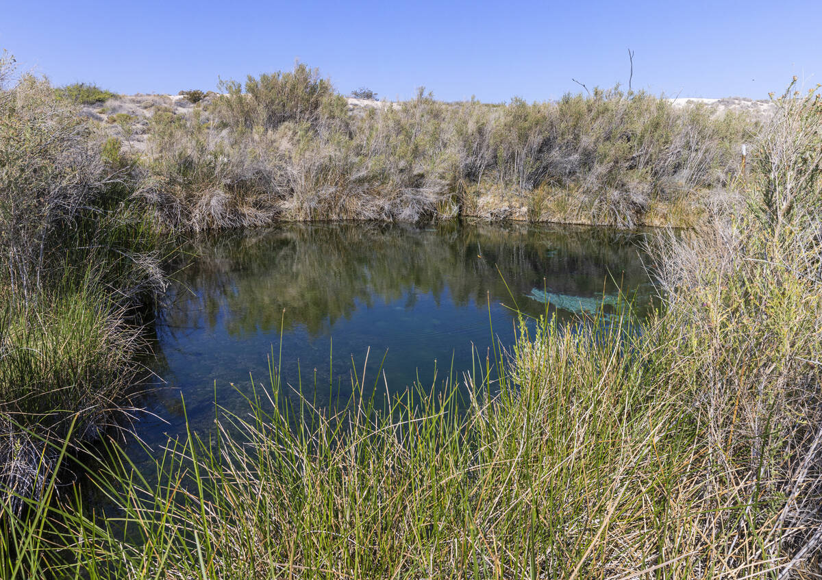 Fairbanks Spring is seen at Ash Meadows National Wildlife Refuge in southern Nye County on June ...