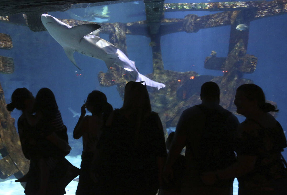 Visitors check out the aquarium at Shark Reef at Mandalay Bay in Las Vegas Monday, July 22, 201 ...