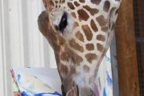 Ozzie the giraffe paints a picture at the Lion Habitat Ranch on Monday, July 13, 2020, in Hende ...
