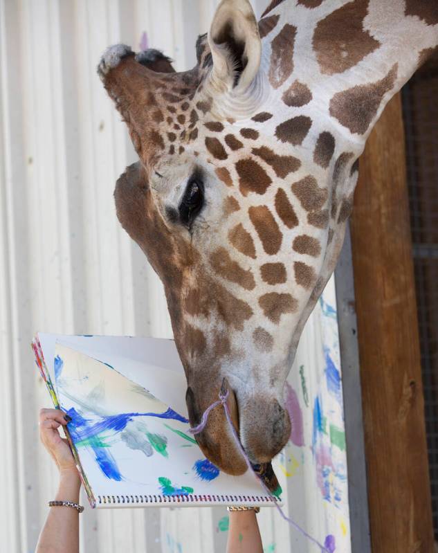 Ozzie the giraffe paints a picture at the Lion Habitat Ranch on Monday, July 13, 2020, in Hende ...
