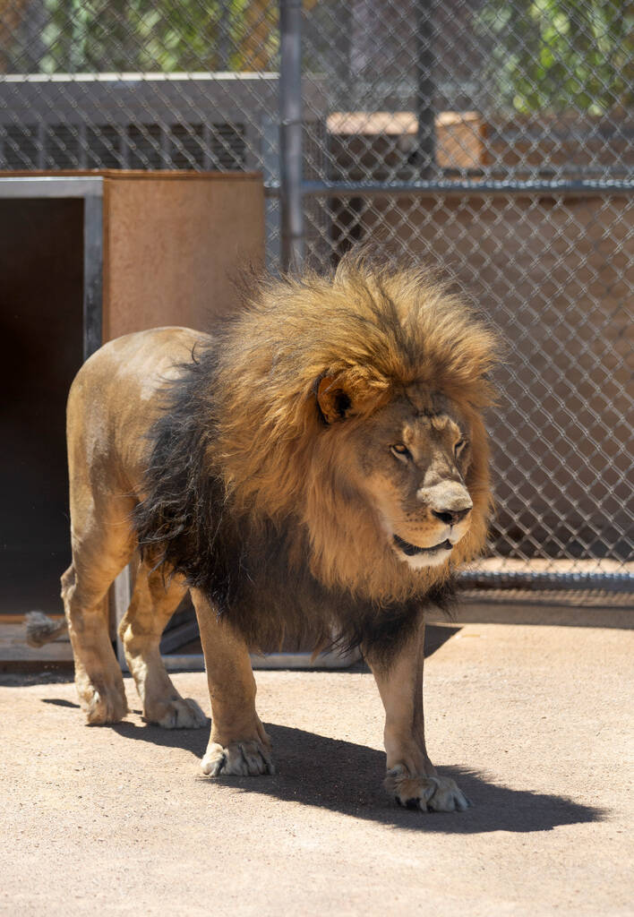 Bentley exits his air-conditioned structure to get a snack of raw meat at the Lion Habitat Ranc ...