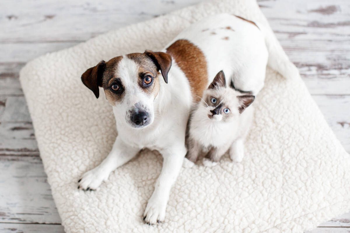 Henderson pet owners will soon be able to register their pets more easily under a new technolog ...