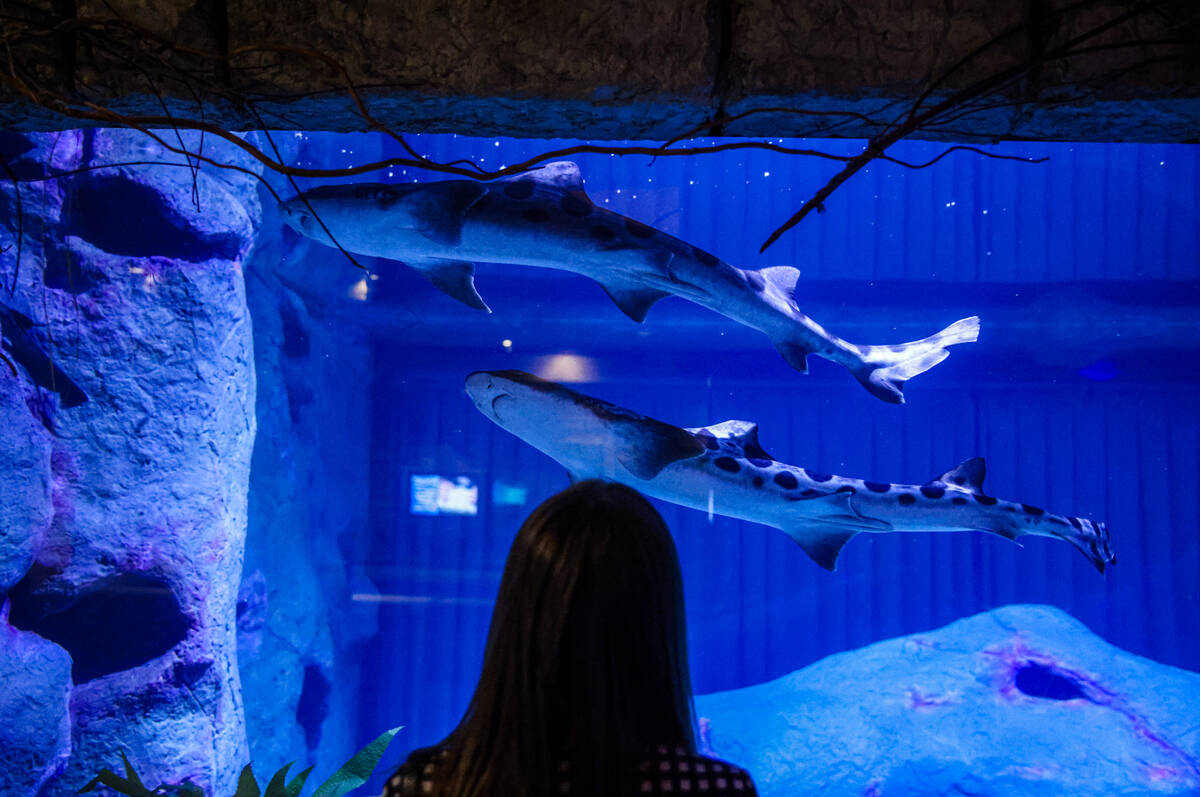 Madison Wilbanks, with MGM’s public relations team, watches leopard sharks at the Shark ...