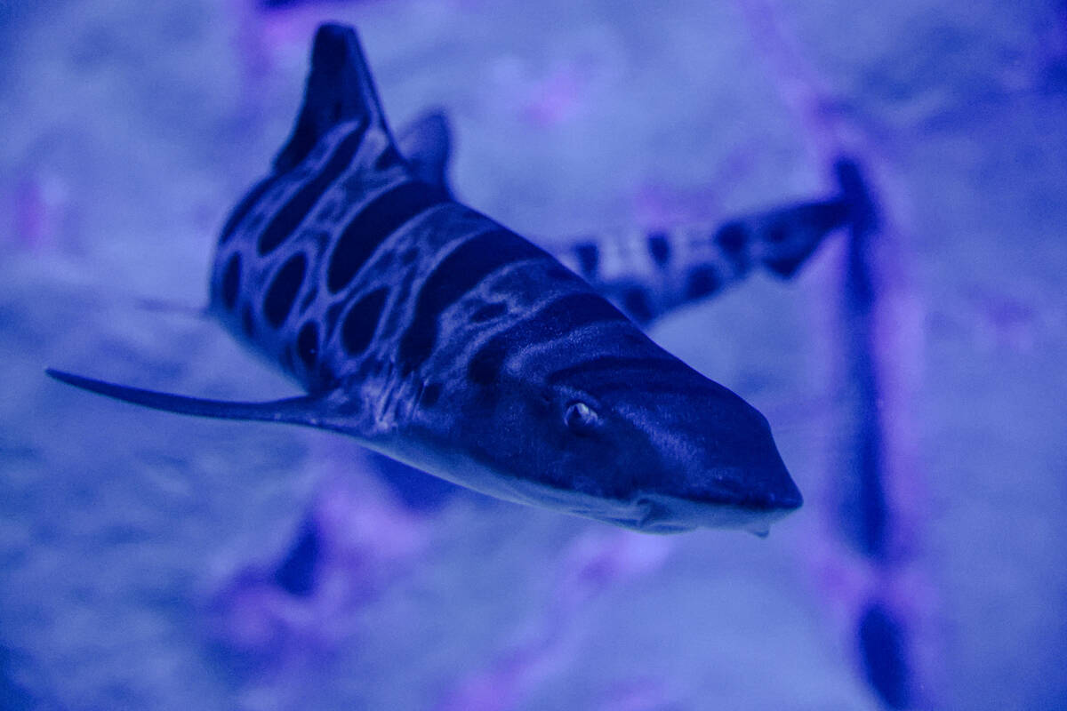A leopard shark at the Shark Reef Aquarium at Mandalay Bay hotel-casino in Las Vegas, Thursday, ...