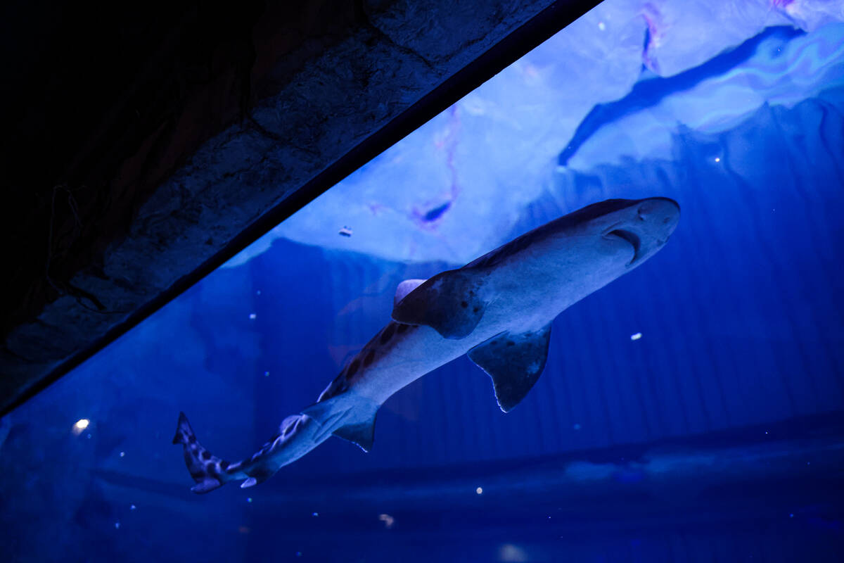 A leopard shark at the Shark Reef Aquarium at Mandalay Bay hotel-casino in Las Vegas, Thursday, ...