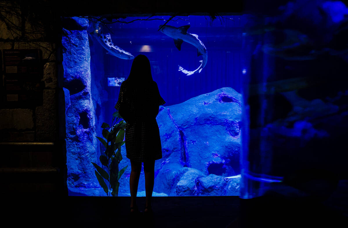 Madison Wilbanks, with MGM’s public relations team, watches the new sharks at the Shark ...
