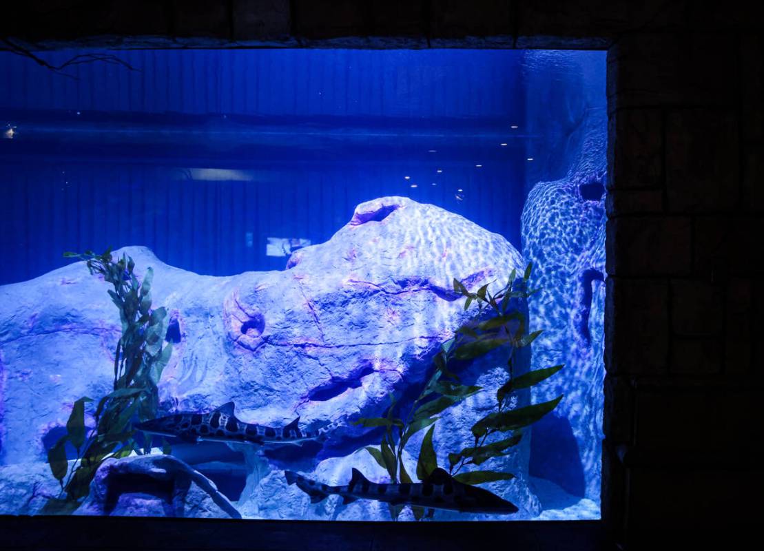 Leopard sharks at the Shark Reef Aquarium at Mandalay Bay hotel-casino in Las Vegas, Thursday, ...