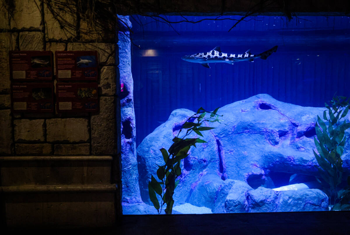 LAS VEGAS - MAY 12 : The Shark Reef Aquarium At Mandalay Bay Hotel