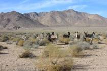 Five burros were illegally shot and killed this week in Death Valley National Park, according t ...