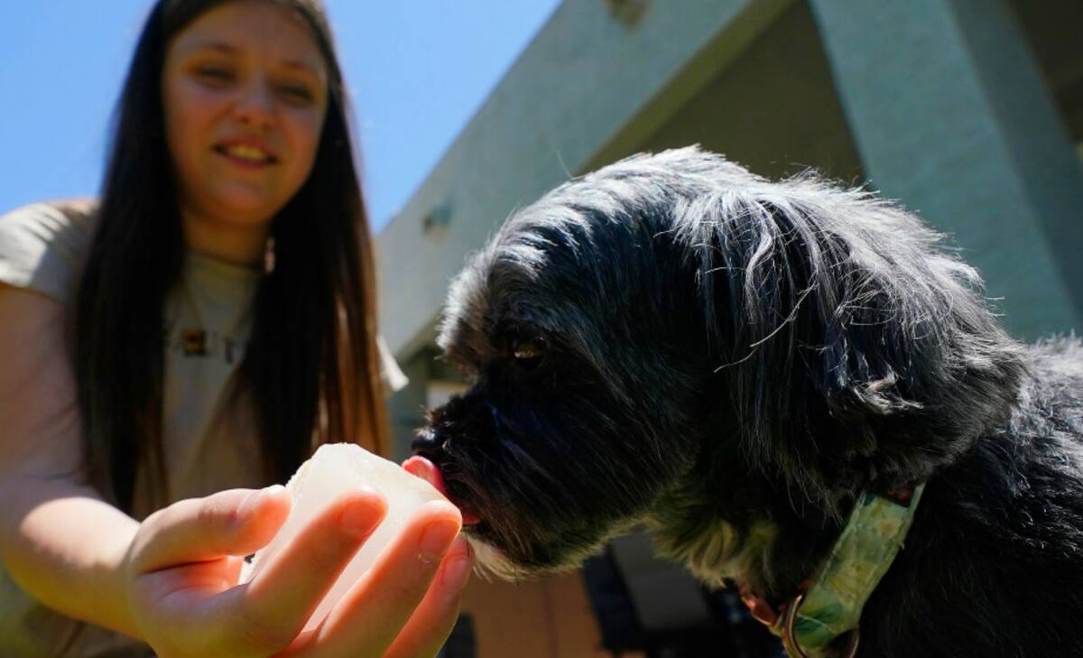 Giselle Berastegui, 12, helps hydrate the family dog, Zoe, with an ice cube as temperatures are ...