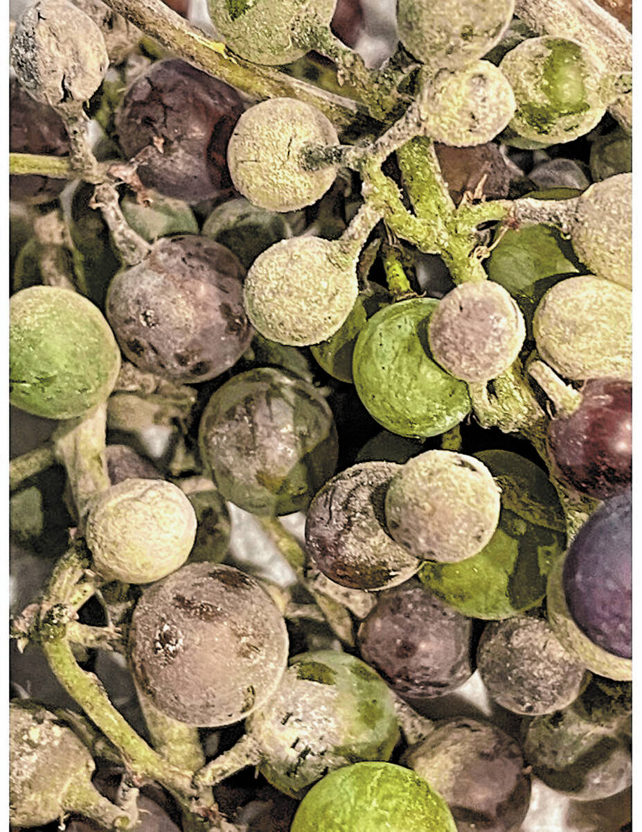 Grape botrytis or powdery mildew in the Mojave Desert appears months after spring rain. Collect ...
