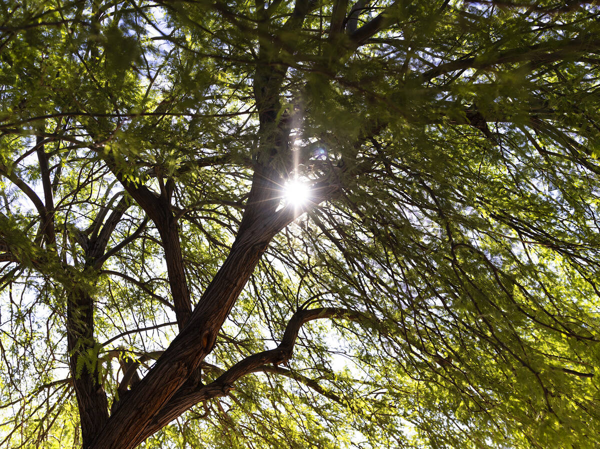 The sun is seen piercing through the branches of a tree along Green Valley Parkway on Thursday, ...