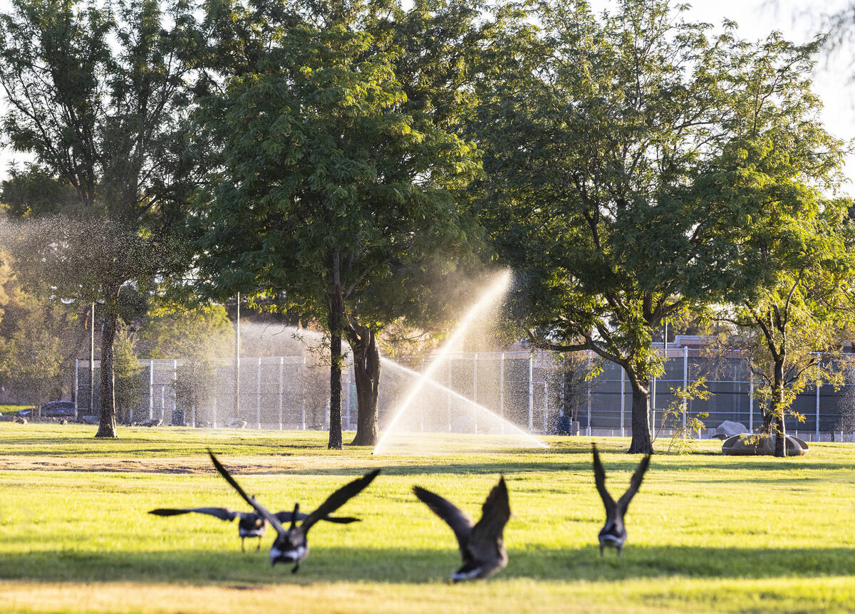 Geese are preparing to fly as sprinklers spray water on green space at Sunset Park on Thursday, ...